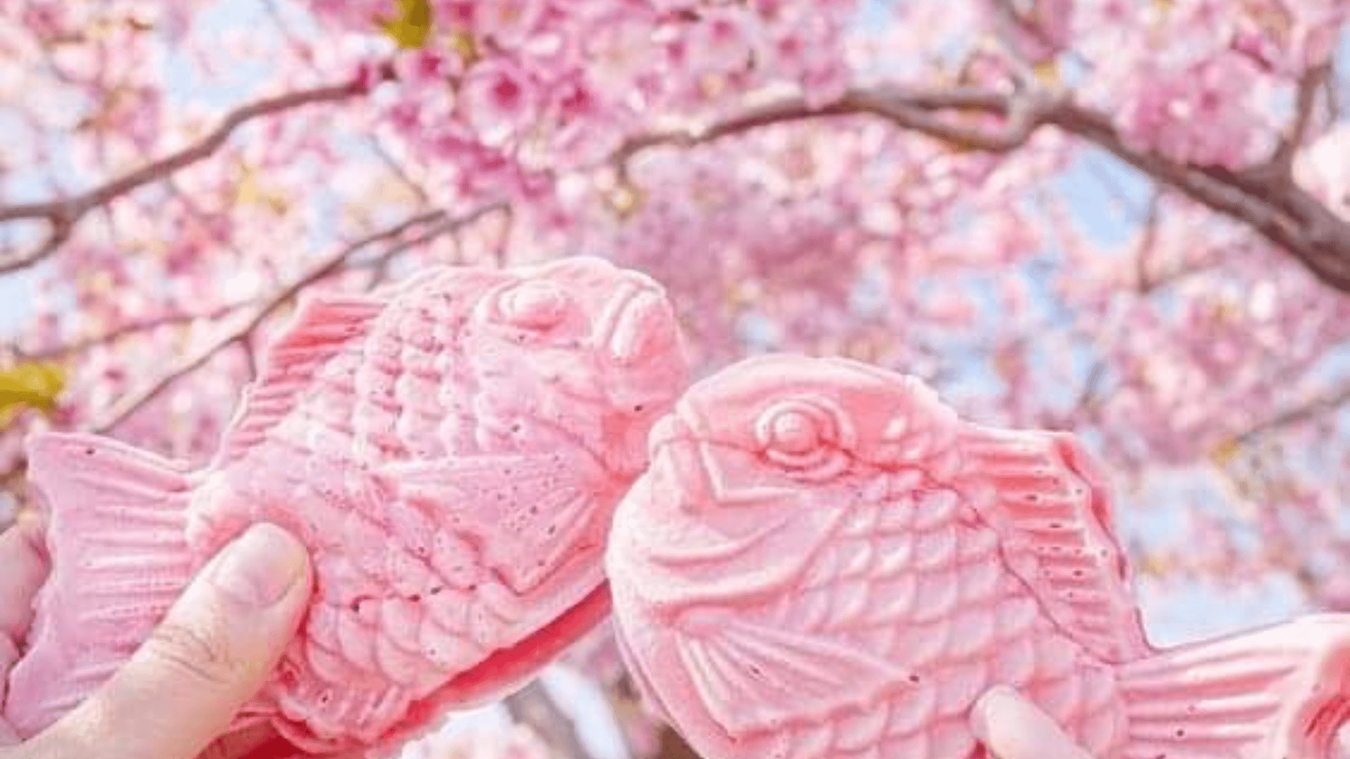春限定!ムスリムフレンドリーな桜もちたい焼き! - 1